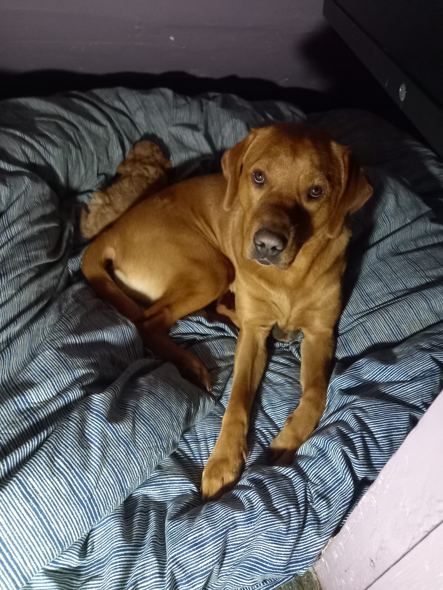 Leo (Fox Red Labrador) and Pip (Cockapoo) together